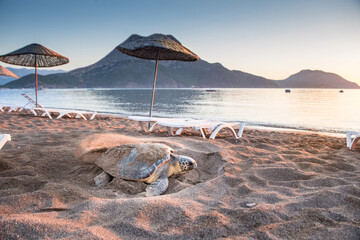 Obraz premium Loggerhead Sea Turtle (Caretta caretta), digging sand at the beach to lay eggs. Close-up photo. Adrasan - Antalya