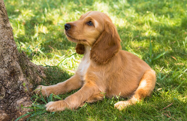 Cute cocker spaniel puppy laying on the grass in the shade of a tree