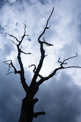 Silhouette of a dead tree