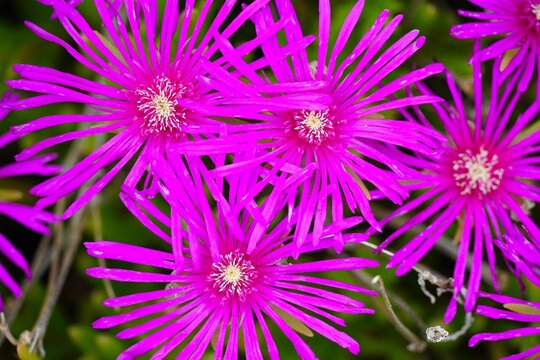 Closeup shot of purple brightfig tribe - Ruschieae plant blooming flower in a garden