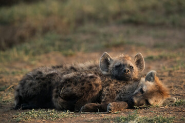 Hyena cub resting, Masai Mara