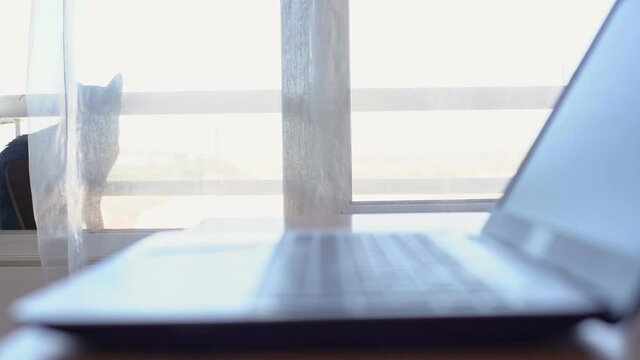 Open computer, laptop on the desktop. The cat washes outside the window. The wind pumps tulle. Overexposure. High key.