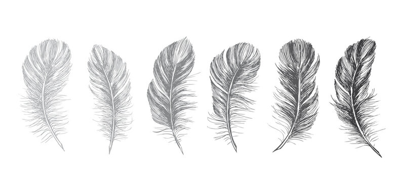 Feathers on white background. Hand drawn sketch style. Vector.	