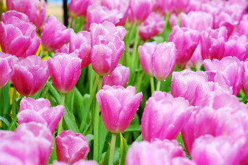 Fototapeta premium Beautiful pink tulips in the garden