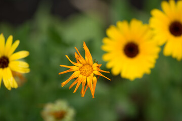 Yellow flowers in the meadow.  Yellow flowers in the meadow. Wild Flowers.