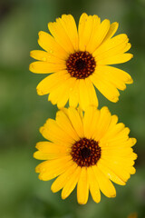 Yellow flowers in the meadow.  Yellow flowers in the meadow. Wild Flowers.