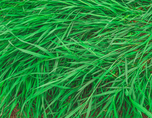 Green tall grass growing on the banks of the city river