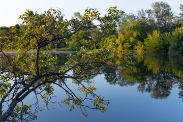 Fototapeta na wymiar trees in the water. River. Shore. Reflection. Reflection of trees in the river. 