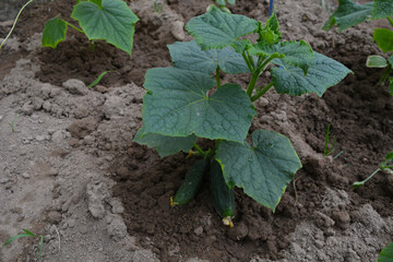 Cucumbers in the garden