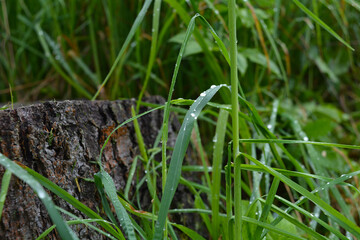 green grass in the garden