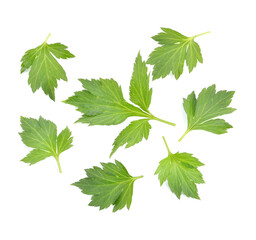 Fresh White mugwort plant (Artemisia lactiflora) on white background .