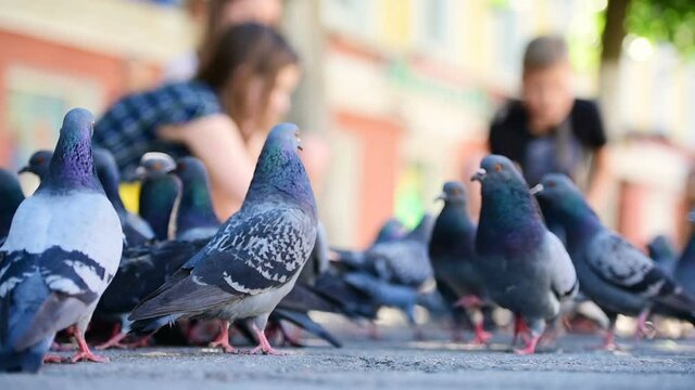 Children feed pigeons in the city square