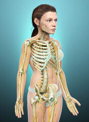 3d rendered medically accurate illustration of a young girl nervous system and skeleton system