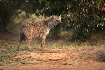 A portrait of a Hyena, Masai Mara