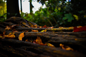 moss on a tree