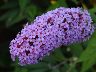 LILAS (SYRINGA), FLORES COMPUESTAS DEL ARBUSTO.