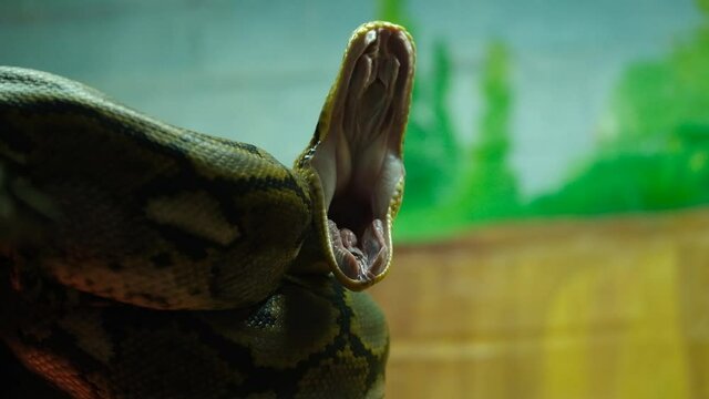 The big python who yawns discovers rock