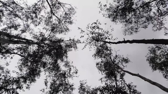 Looking up through the trees into the windy sky