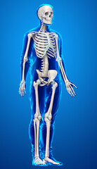 3d rendered, medically accurate illustration of a male skeleton system