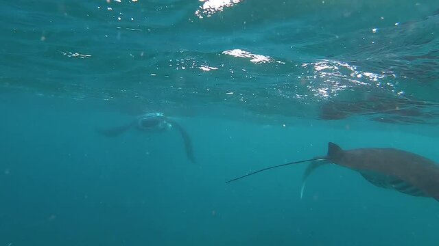 Batoidea swims underwater, stingray underwater in beautiful azure water