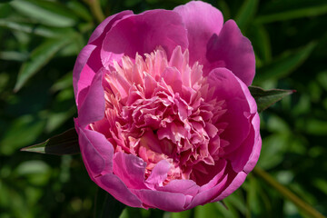 Peony blooms