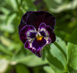 Dark purple flower pansies