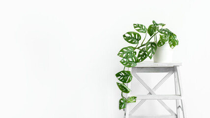 Beautiful monstera flower in a white pot stands on white wooden stand on a white background. The concept of minimalism. Monstera Monkey Mask or Monstera obliqua in pot. Urban jungle interior © kseniaso
