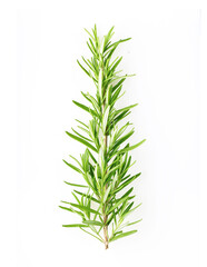 Obraz premium Rosemary twig top view