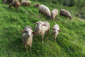 Sheeps group and lambs on a meadow with green grass. Flock of sheep in sun rays spring background.