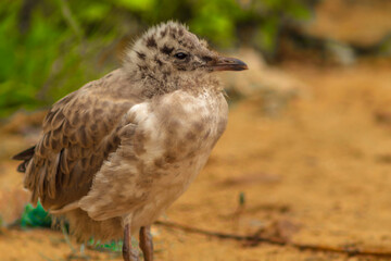 On the banks of the city river in Russia stands a cub Seagull