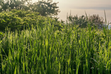 Green natural background. Fresh spring grass with drops early morning.