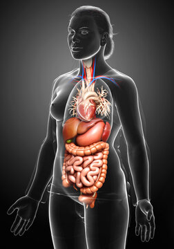 3d rendered medically accurate illustration of female Digestive System