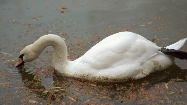 A large white bird wild swan swims in lake. The swan lowers its head into water, takes algae from the water and eats .
