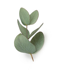 Green leaves eucalyptus isolated