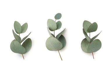 Green leaves eucalyptus isolated