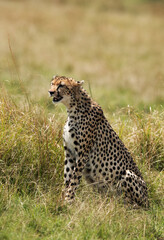 A closeup of a Cheetah, Masai Mara
