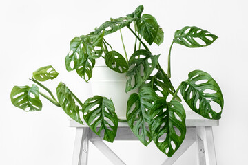 Beautiful monstera flower in a white pot stands on white wooden stand on a white background. The concept of minimalism. Monstera Monkey Mask or Monstera obliqua in pot. Urban jungle interior