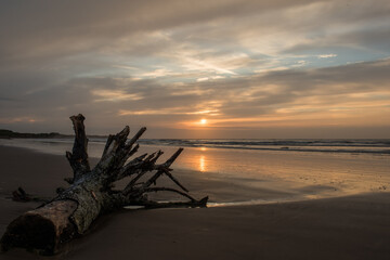 Drift wood on the beach at sunrise