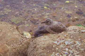 Seagull cub sits on the city shore next to rocks and water