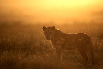 Obraz na płótnie Canvas A Lion in the morning, Masai Mara