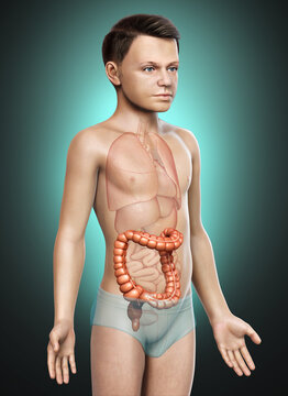 3d rendered, medically accurate illustration of boy large intestine anatomy