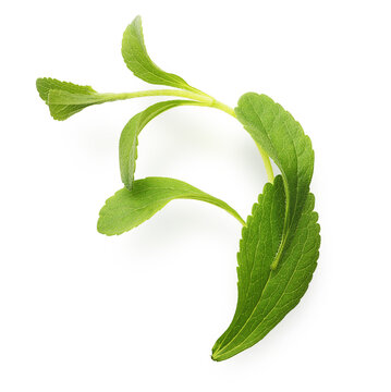 Stevia, sweet leaf sugar substitute isolated