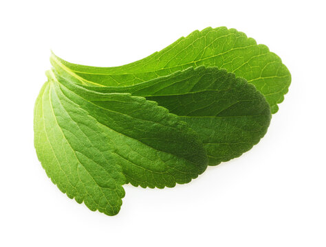 Stevia, sweet leaf sugar substitute isolated