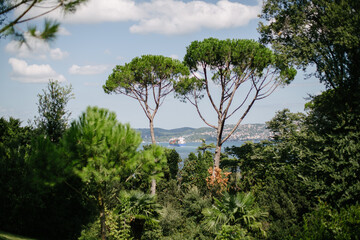 Cargo ship. The sea and cargo ship can be seen from the forest.