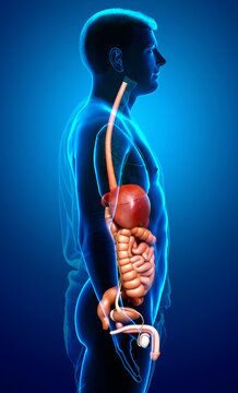 3d rendered medically accurate illustration of male Digestive System
