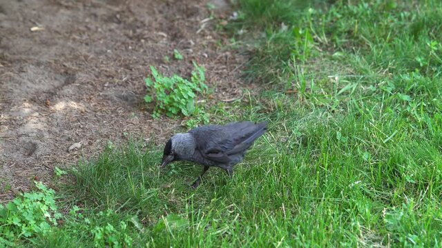 Jackdaw collects for nest fluff on green grass