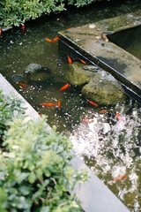 Orange fish and water turtles. They swim in their pond in the forest.