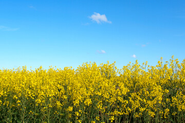 Obraz premium Rapeflowers and sky