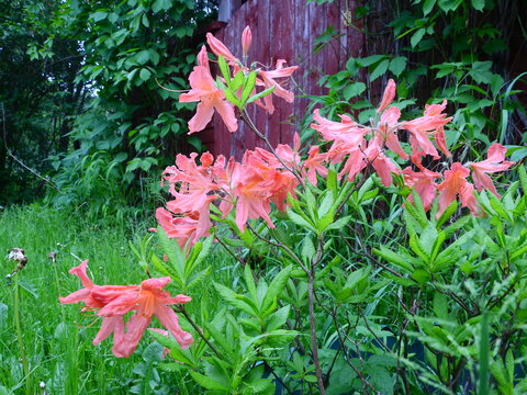 Flowering Rhododendron Bush In A Run Down Garden In Summer In June