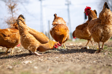 A group of chickens is found on the grass in the village. Chickens eat worms and corn from the grass.